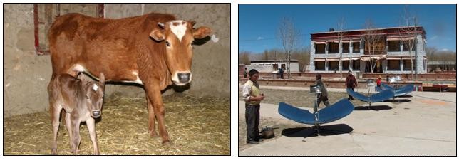 Calf and solar energy in farm