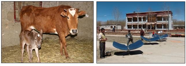 Kalf en zonne-energie in de boerderij